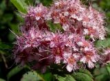 Spiraea japonica