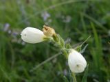 Onosma simplicissima