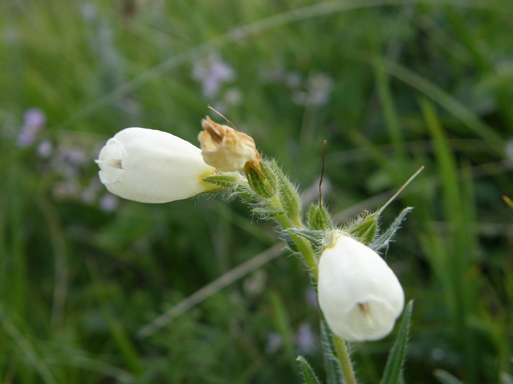 Image of Onosma simplicissima specimen.