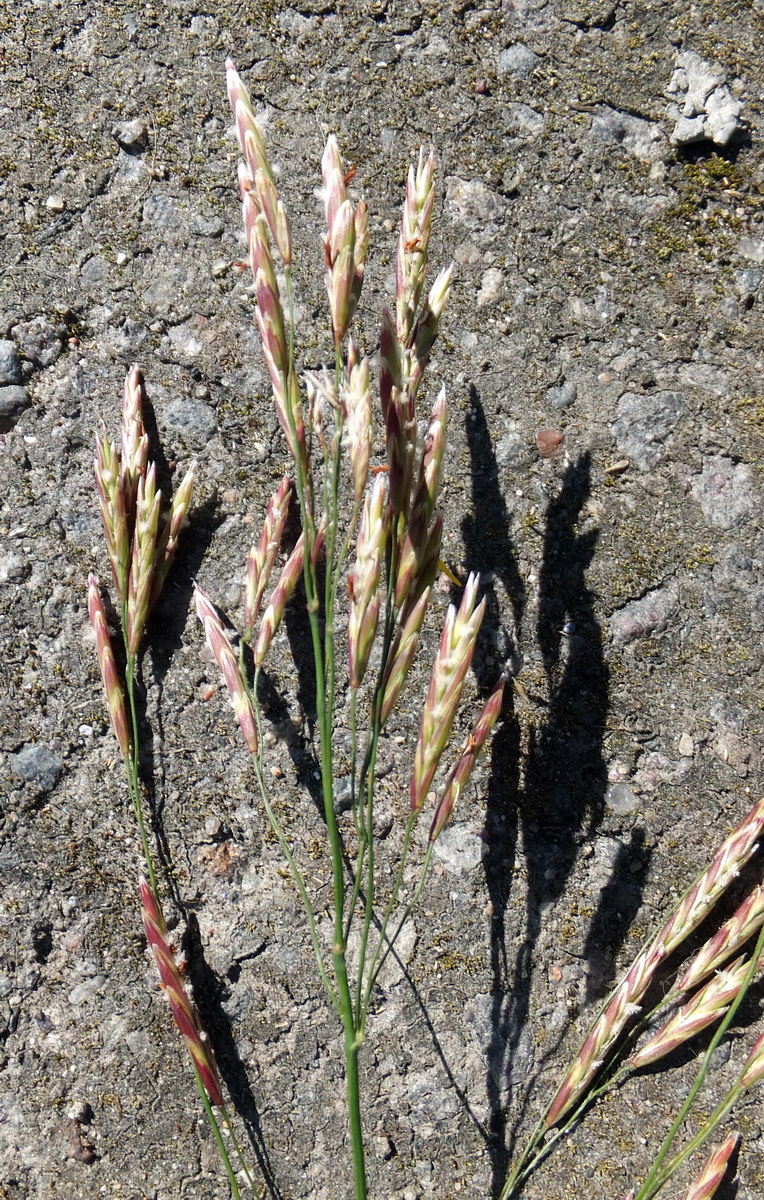 Image of Bromopsis inermis specimen.