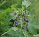 Solanum dulcamara