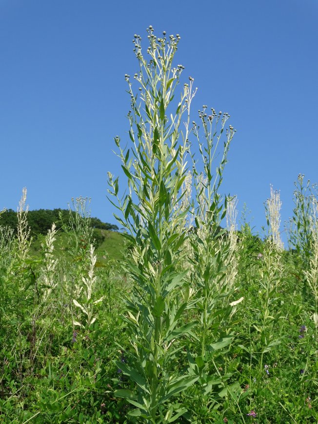 Изображение особи Cirsium setosum.