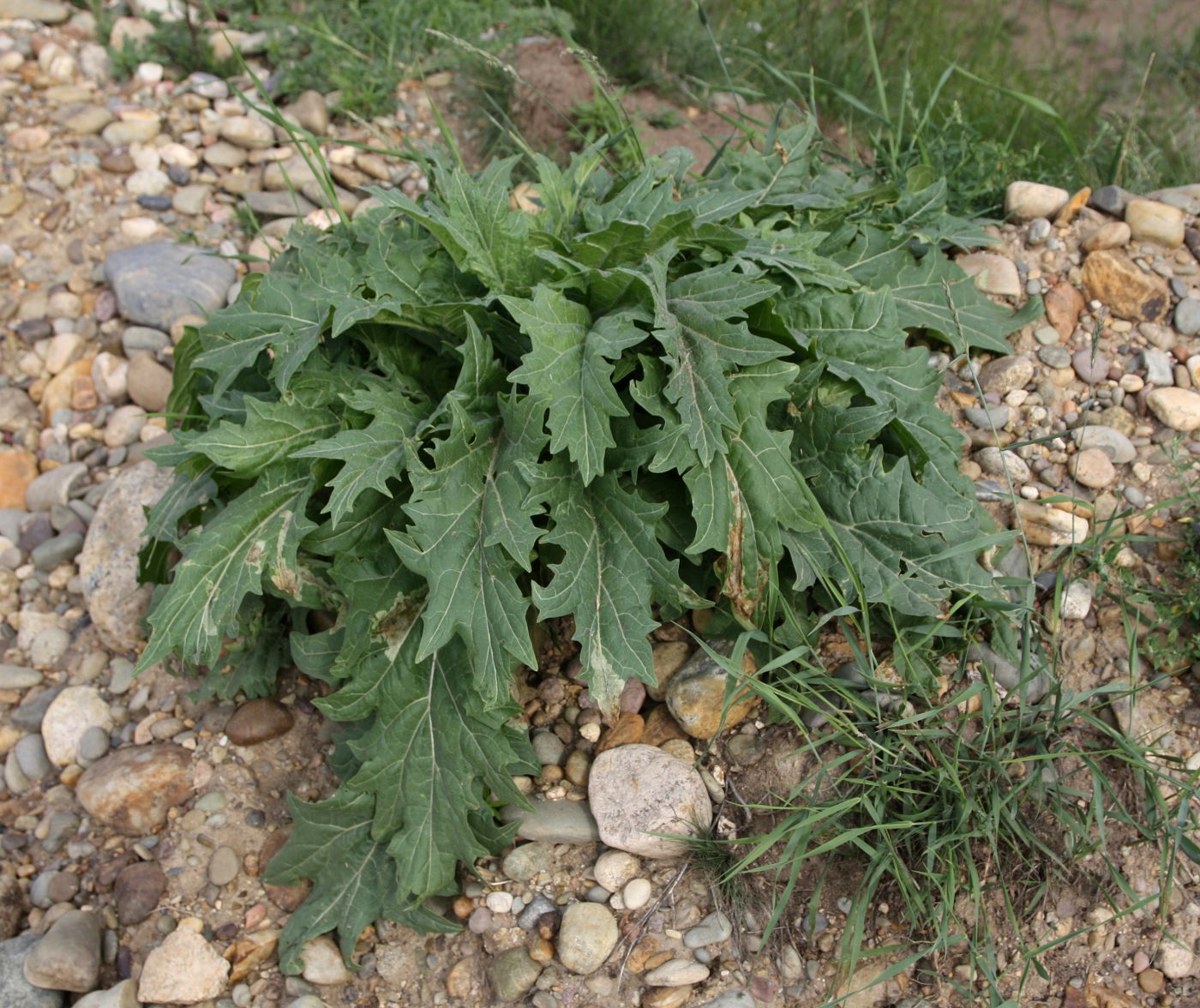 Image of Hyoscyamus niger specimen.
