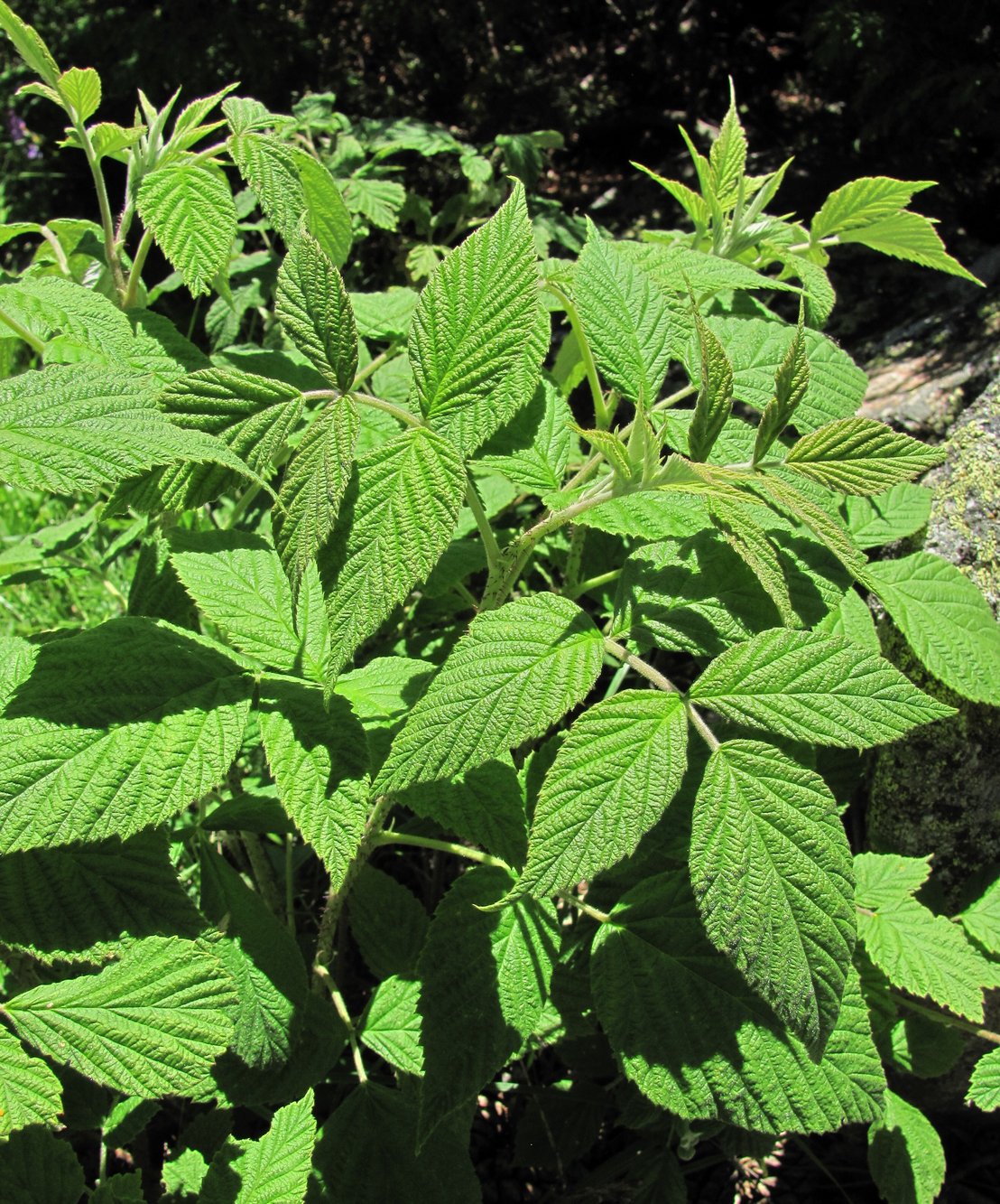 Image of Rubus idaeus specimen.