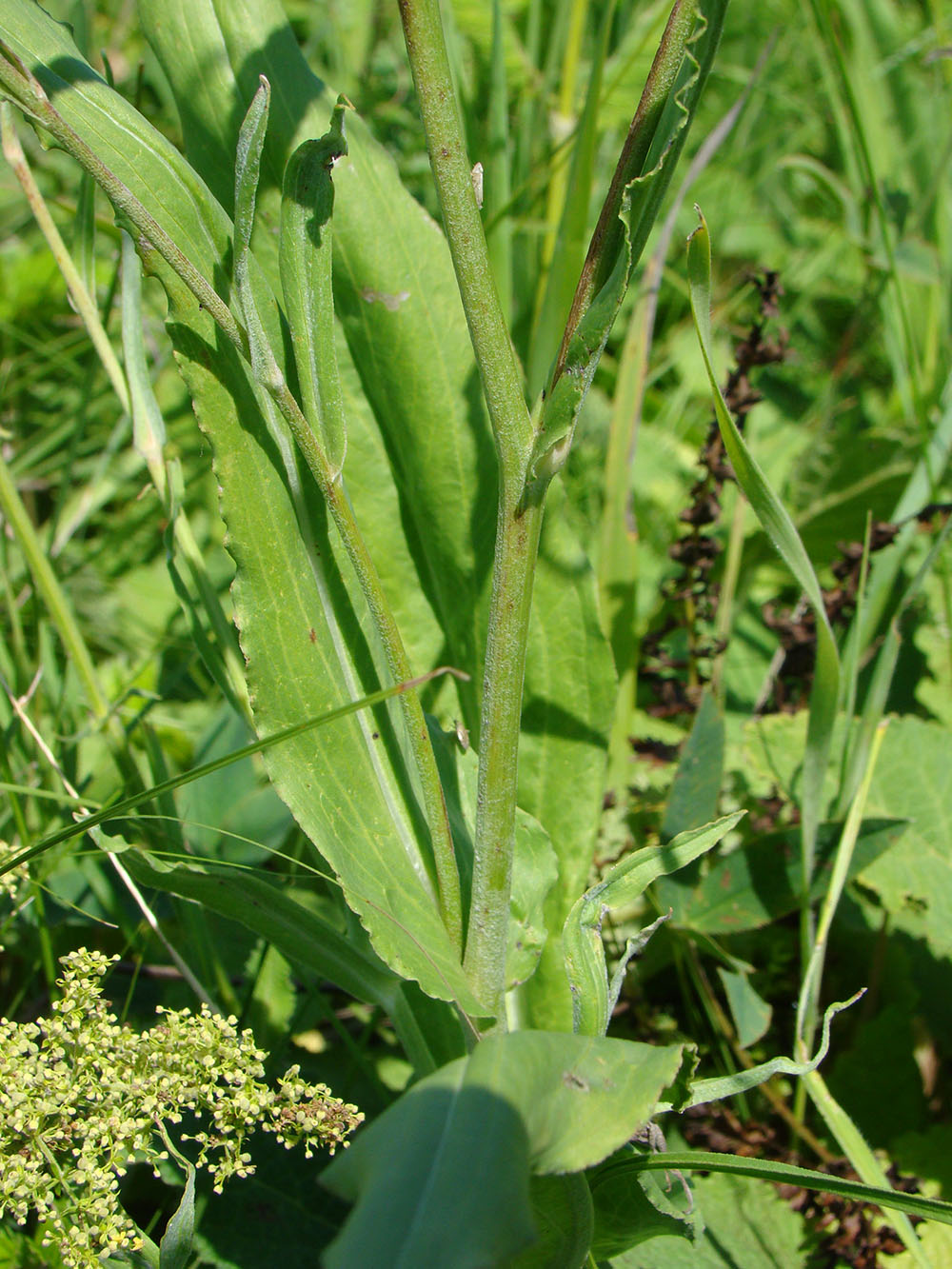 Image of Scorzonera hispanica specimen.