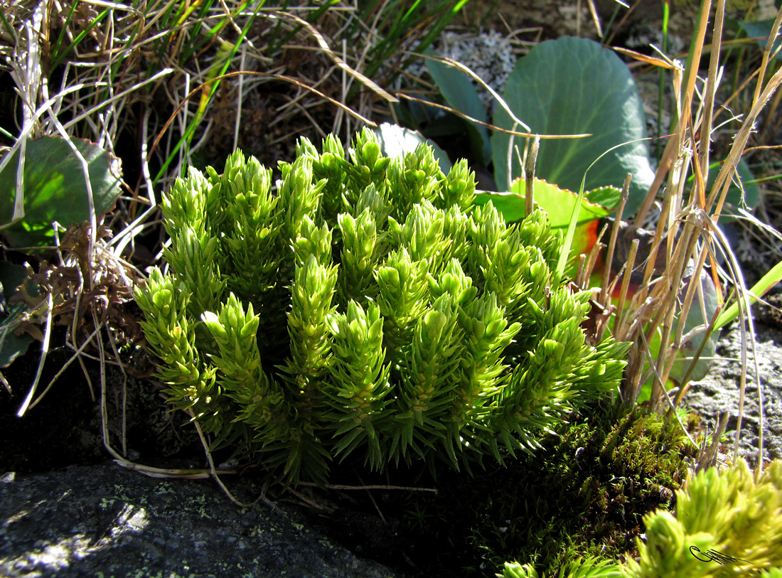 Image of Huperzia appressa specimen.