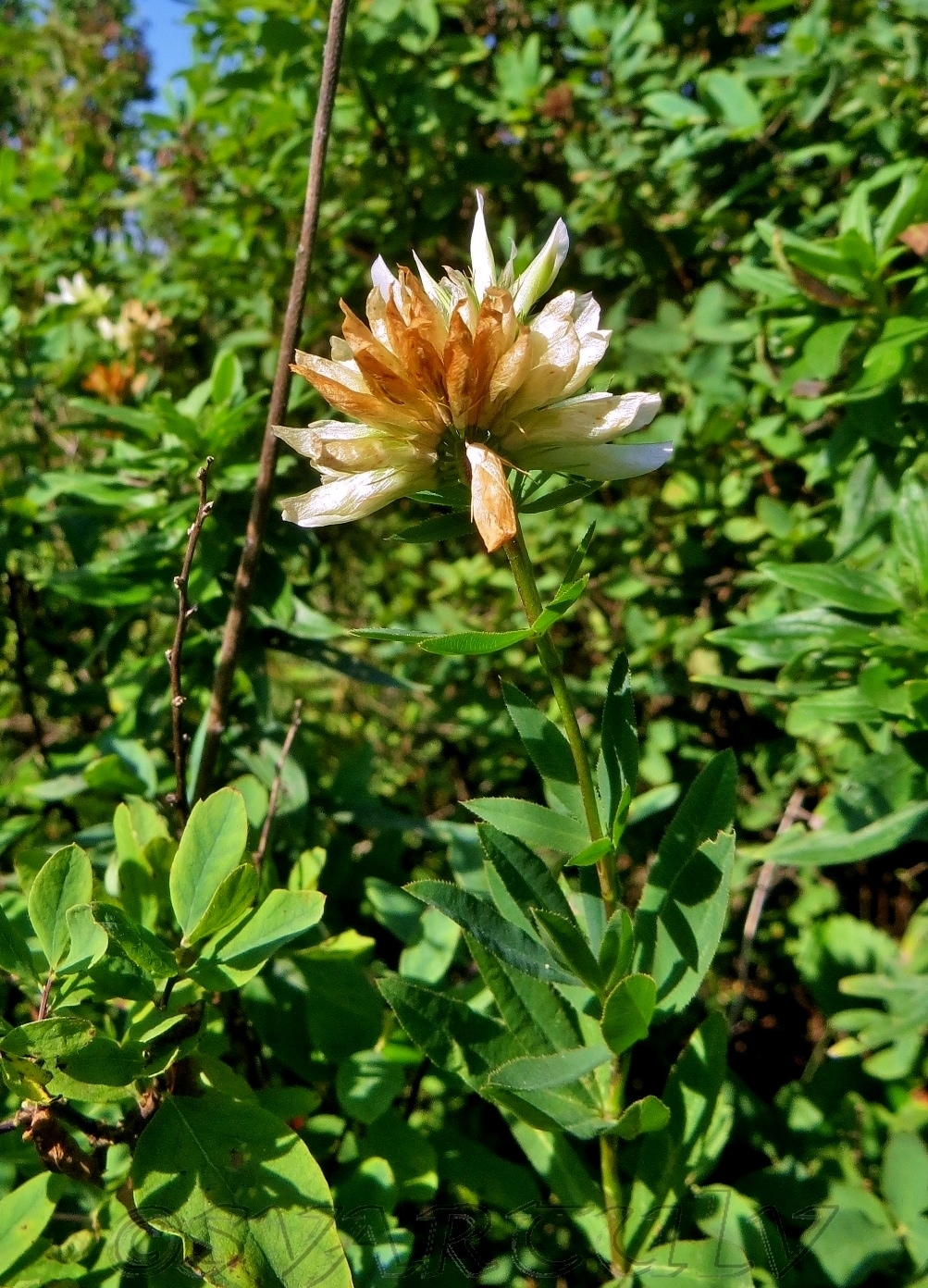 Image of Trifolium lupinaster specimen.