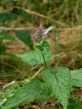 Agastache rugosa. Верхушка расцветающего растения. Приморье, окр. г. Находка, бухта Прогулочная, разнотравный луг у песчано-галечного пляжа. 19.08.2016.