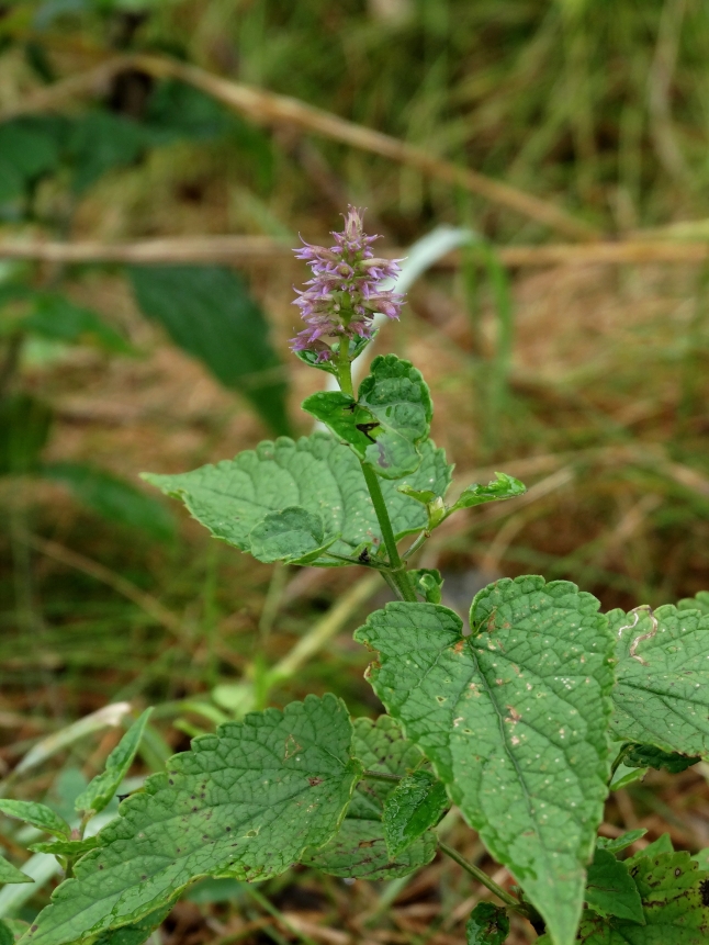 Image of Agastache rugosa specimen.