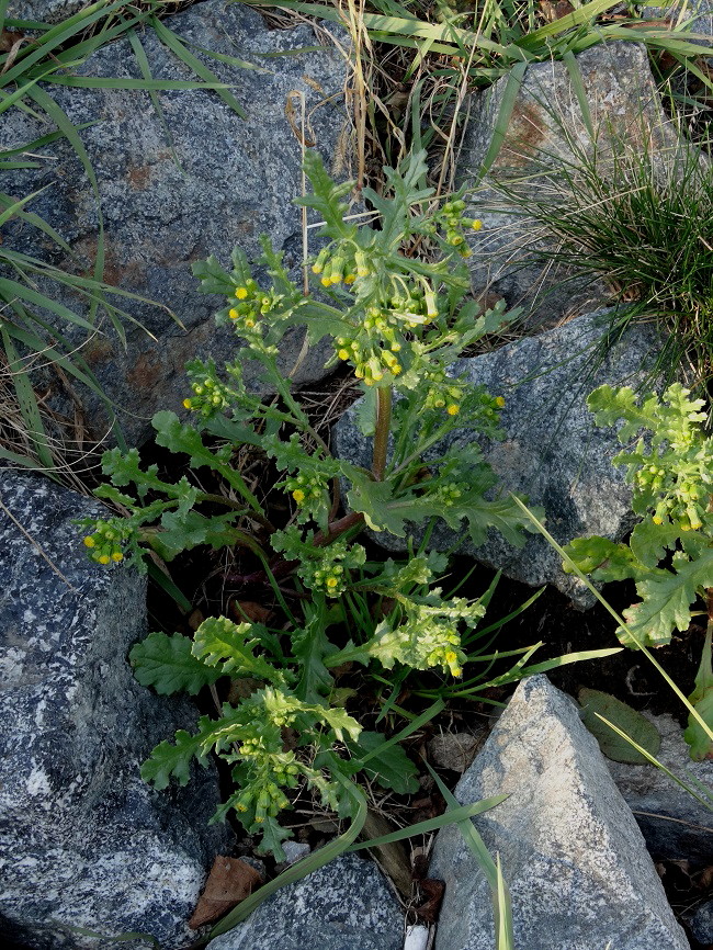 Изображение особи Senecio vulgaris.