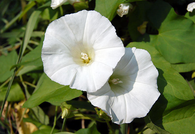 Image of Calystegia sepium specimen.