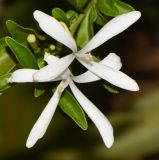 Turraea obtusifolia