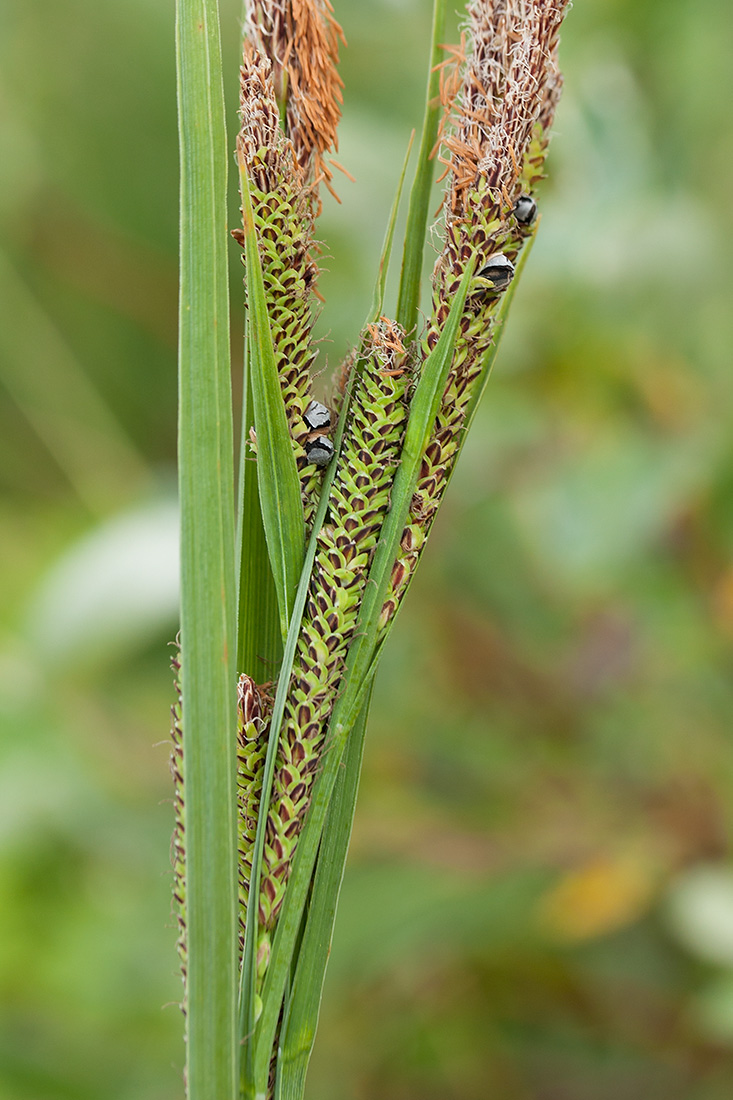 Изображение особи Carex aquatilis.