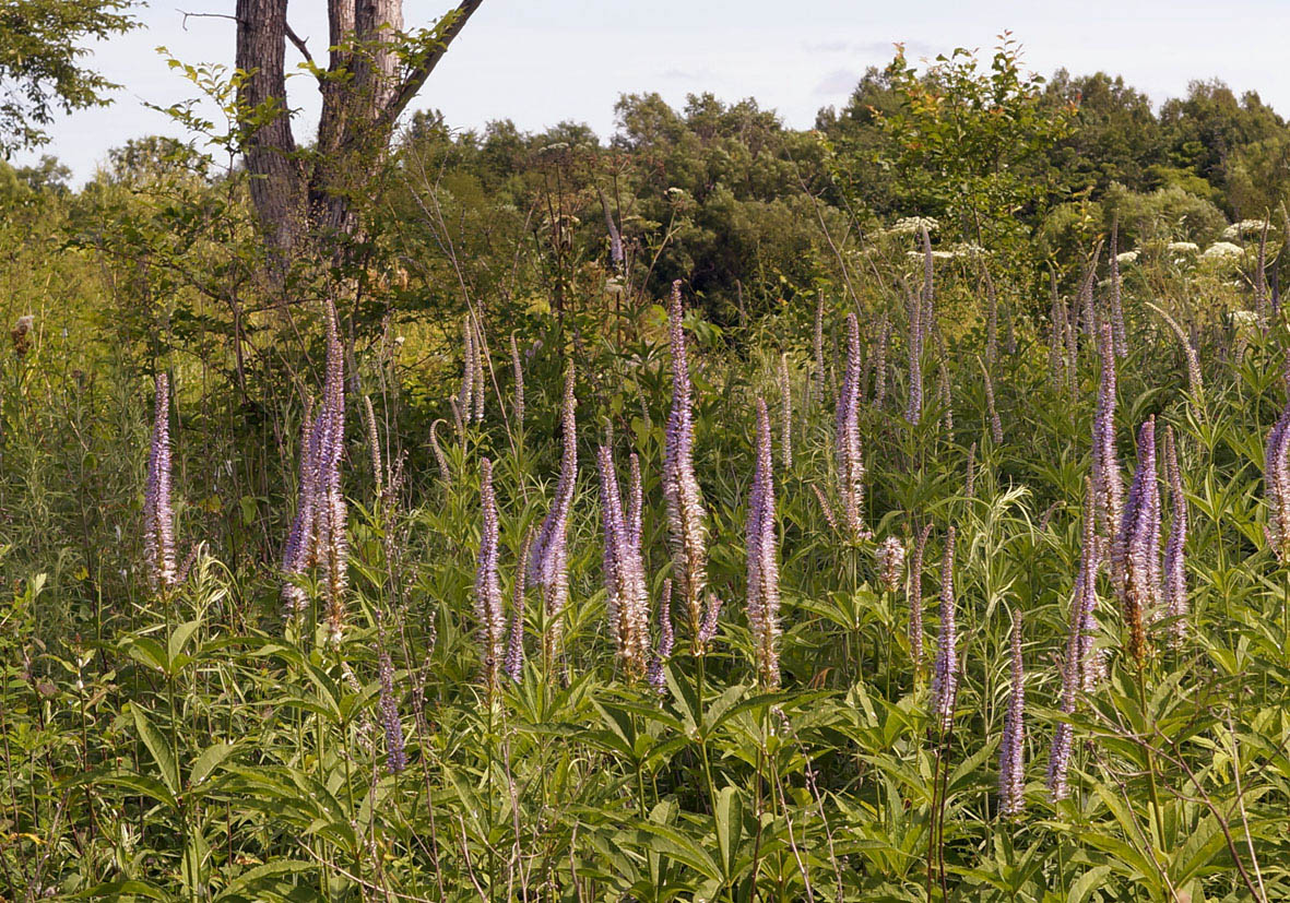 Image of Veronicastrum sibiricum specimen.