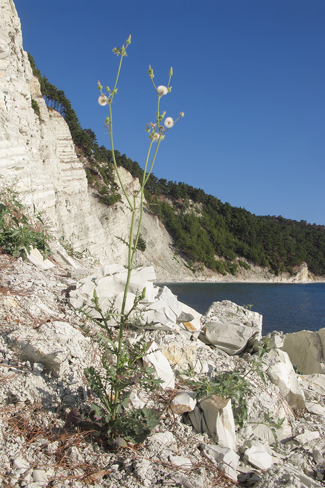 Изображение особи Sonchus oleraceus.