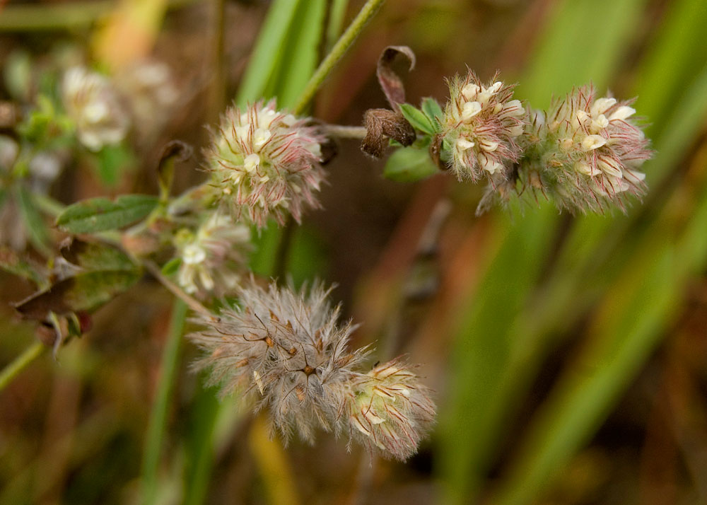 Image of Trifolium arvense specimen.