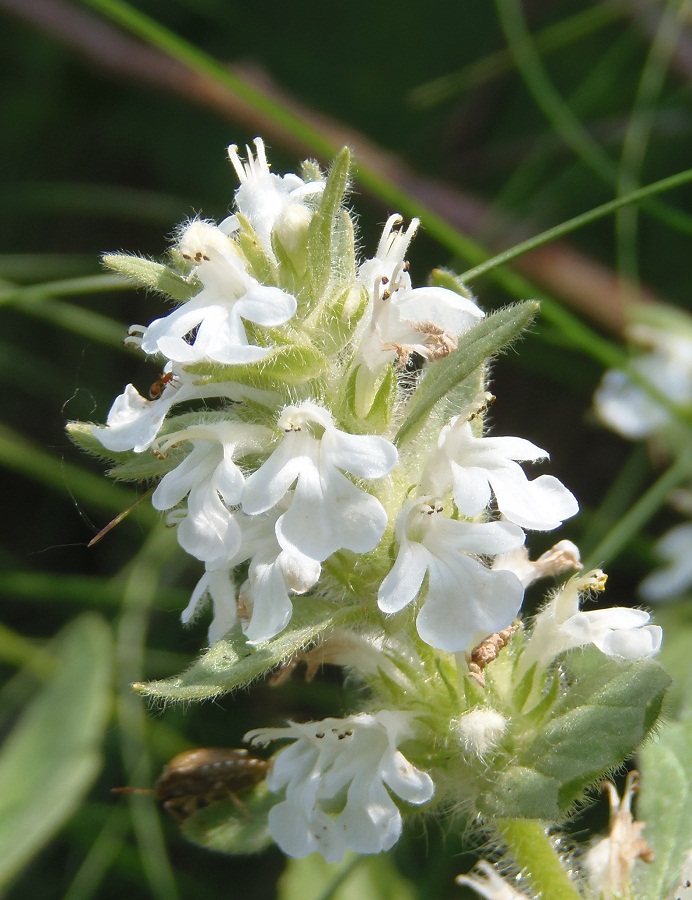 Изображение особи Ajuga genevensis.