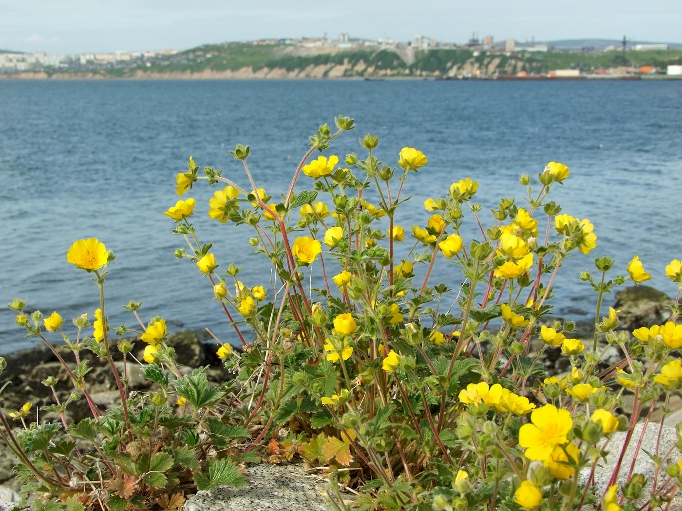 Image of Potentilla fragiformis specimen.