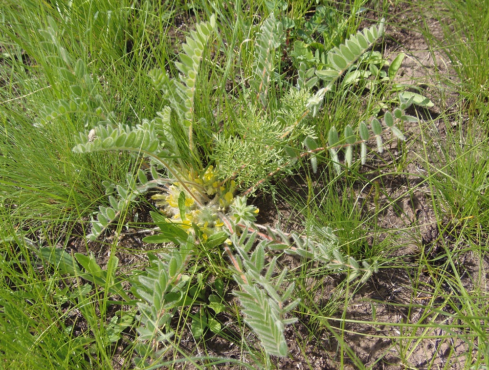 Image of Astragalus pubiflorus specimen.