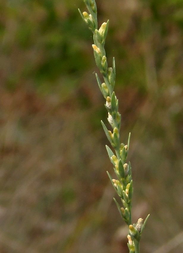 Image of Thymelaea passerina specimen.