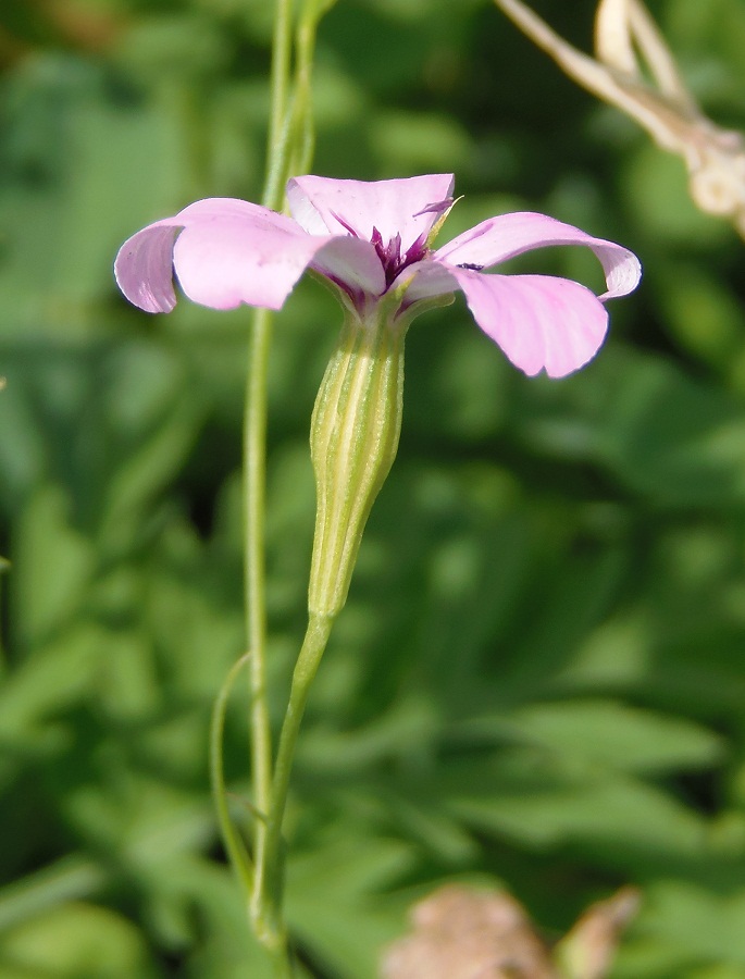 Image of Eudianthe coeli-rosa specimen.