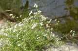 Galium palustre