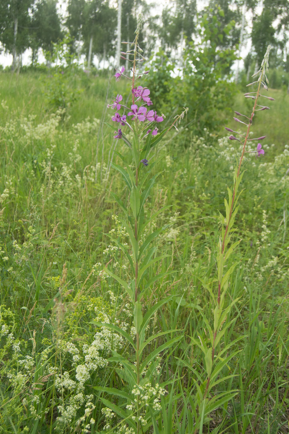 Image of Chamaenerion angustifolium specimen.