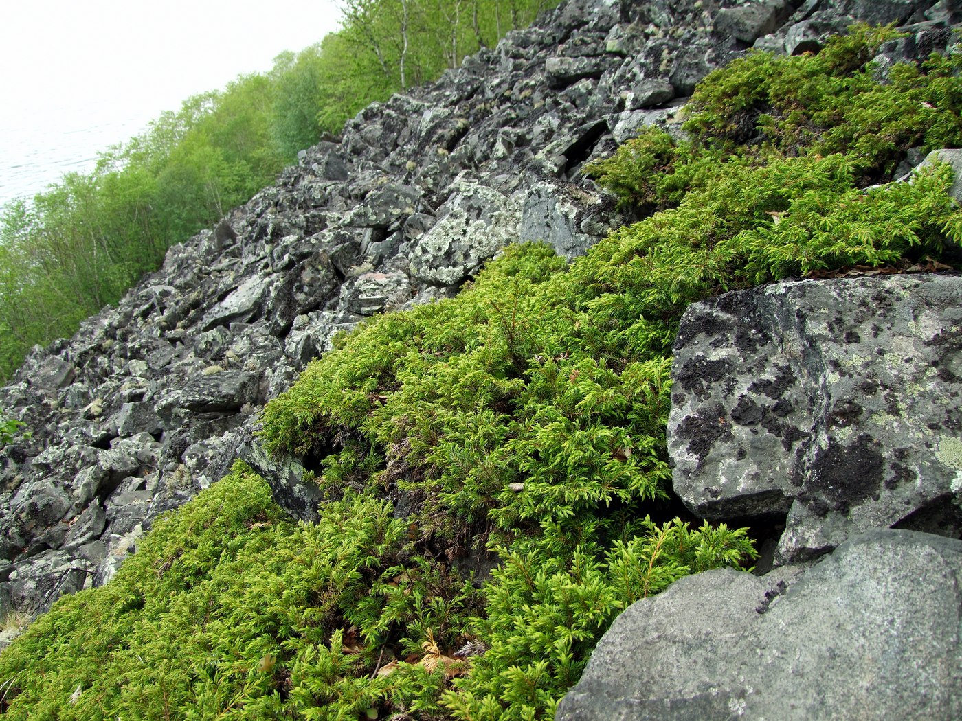 Изображение особи Juniperus sibirica.