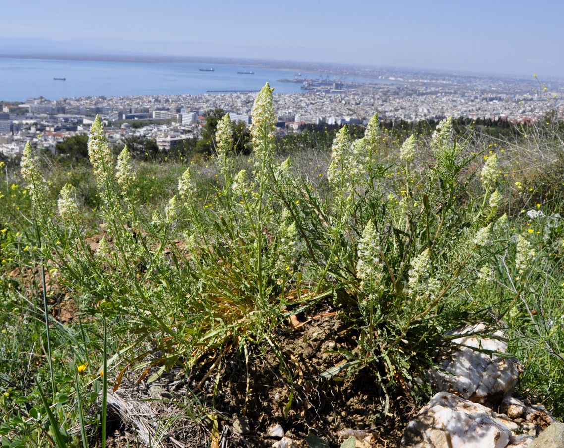 Image of Reseda alba specimen.