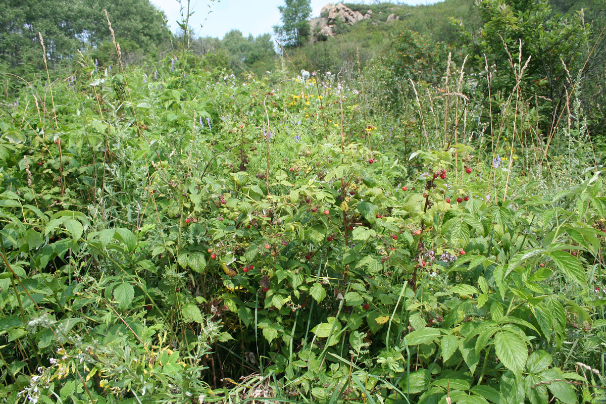 Изображение особи Rubus idaeus.