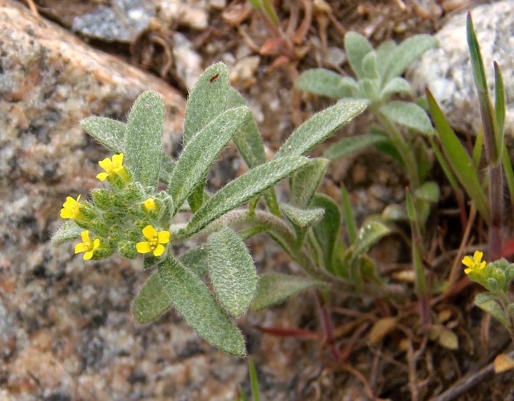 Image of genus Alyssum specimen.