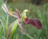 Ophrys mammosa subspecies caucasica. Цветок. Краснодарский край, м/о г. Новороссийск, гора Колдун, опушка дубового леса. 6 мая 2017 г.