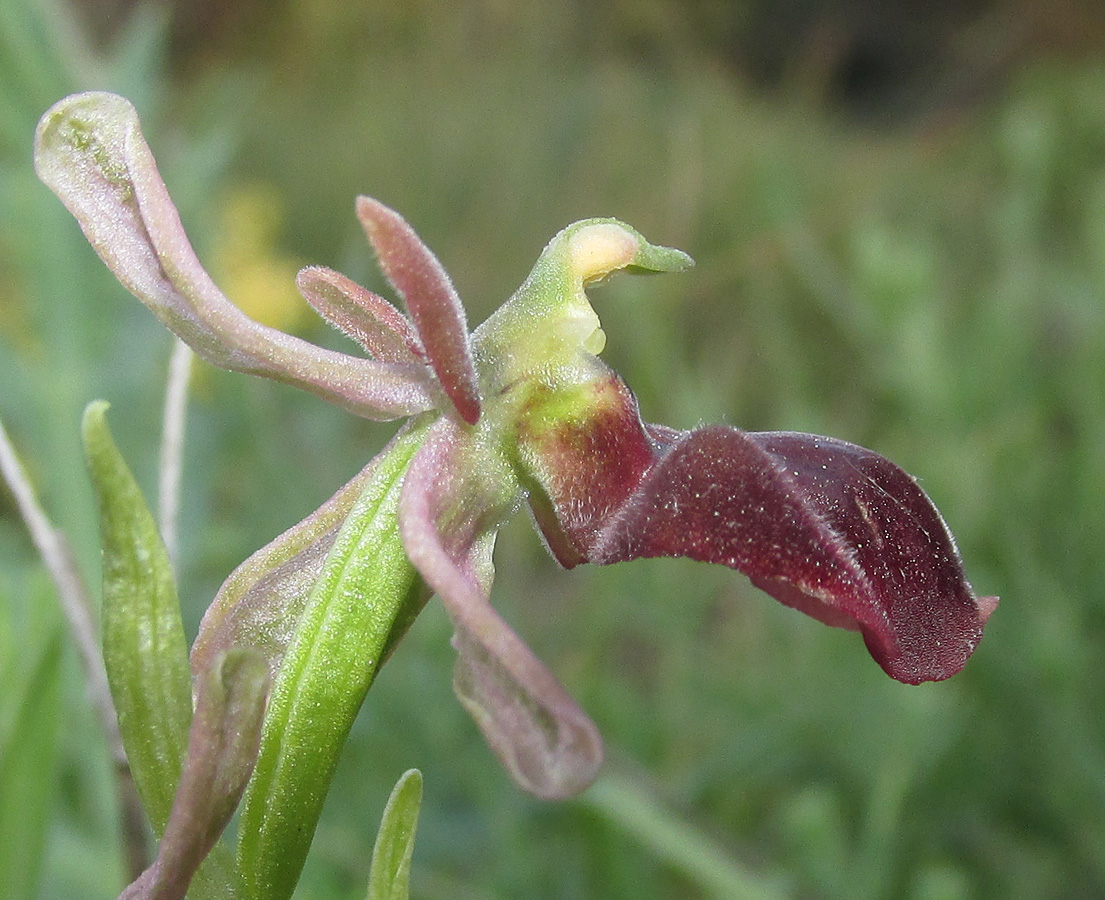Изображение особи Ophrys mammosa ssp. caucasica.