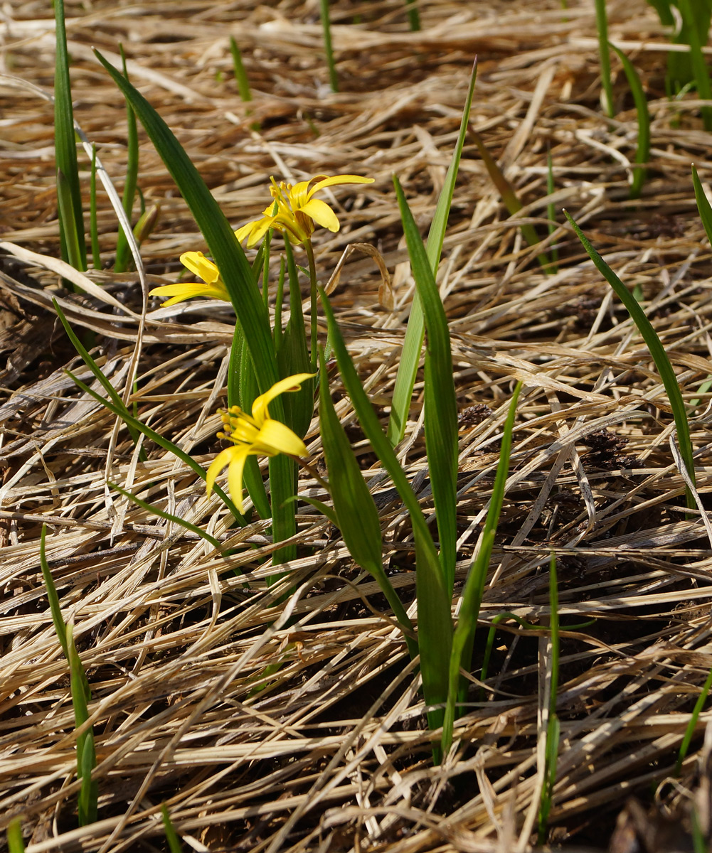 Image of genus Gagea specimen.