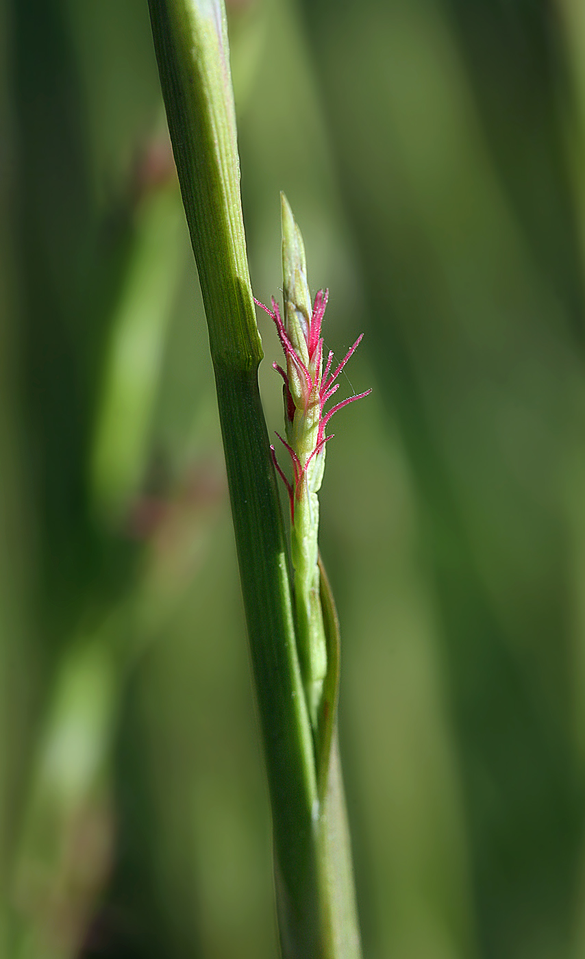 Image of Carex siderosticta specimen.