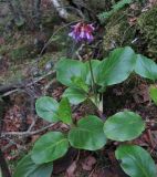 Bergenia pacifica