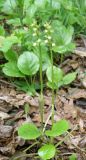 Pyrola rotundifolia. Бутонизирующие растения. Ярославская обл., г. Переславль-Залесский, дендрологический сад. 12.06.2017.