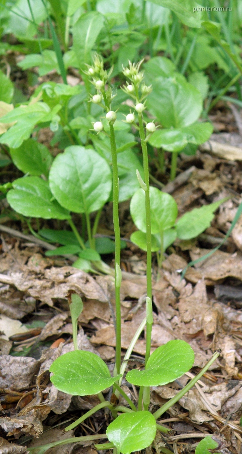 Image of Pyrola rotundifolia specimen.