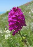 Anacamptis pyramidalis