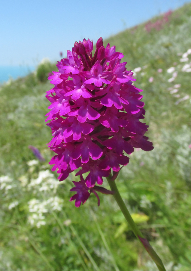 Изображение особи Anacamptis pyramidalis.