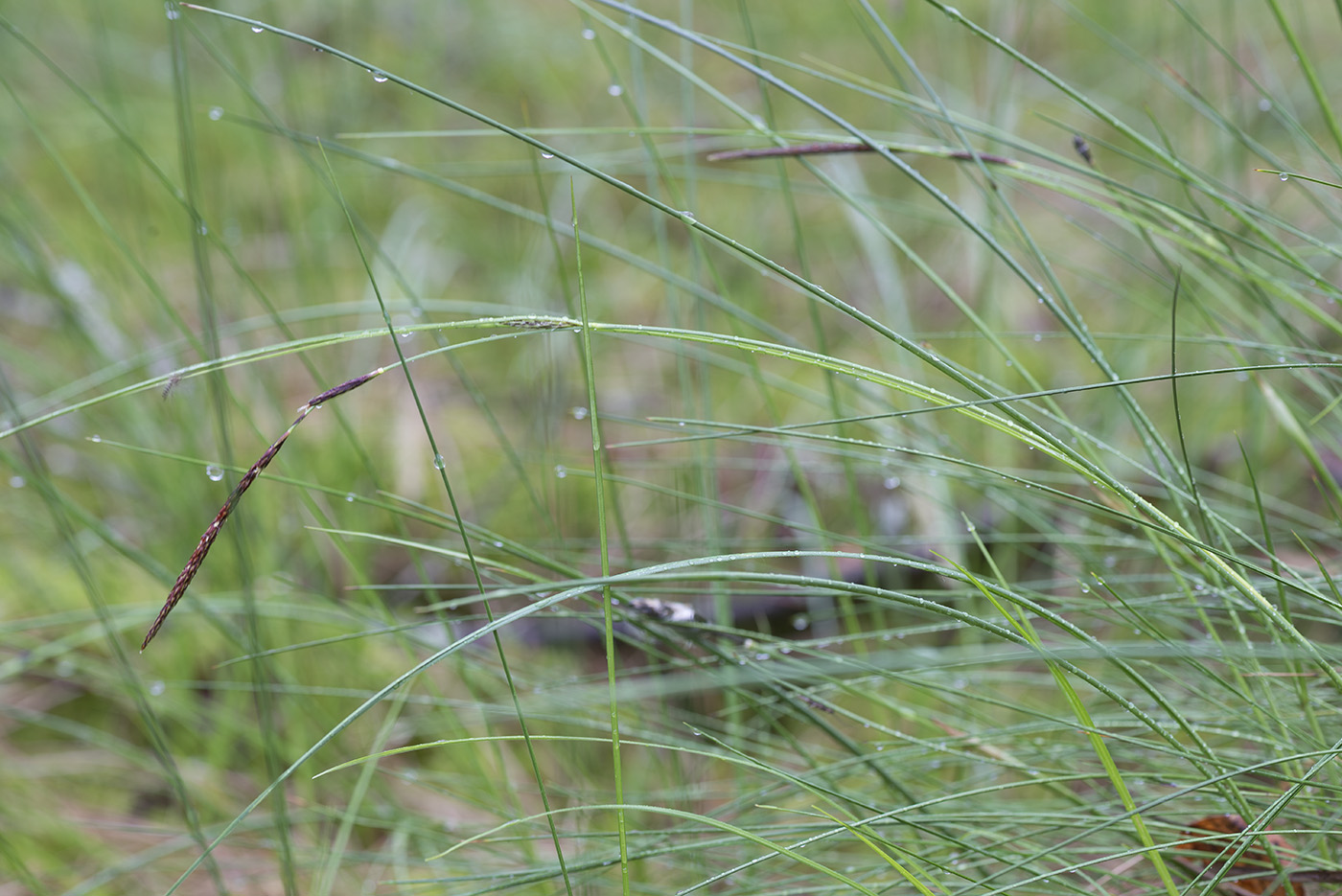 Image of Carex lasiocarpa specimen.