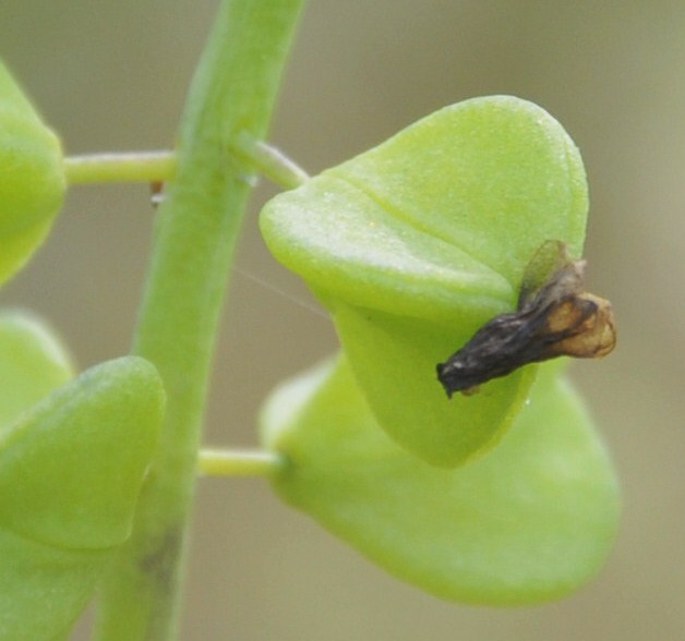 Изображение особи Muscari neglectum.