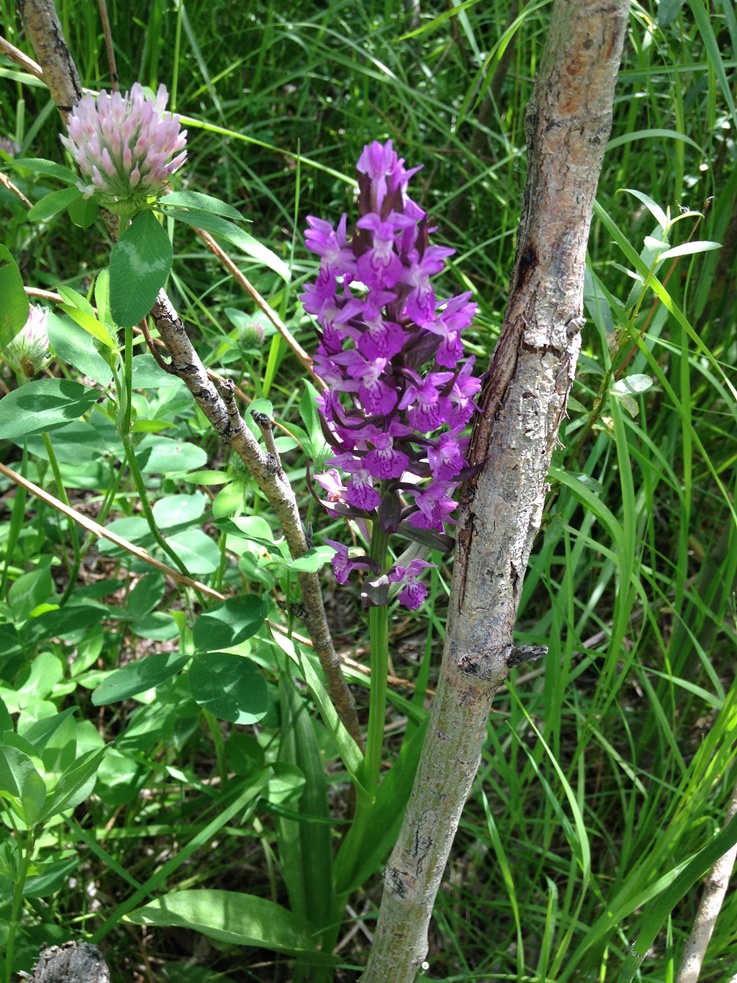 Изображение особи род Dactylorhiza.