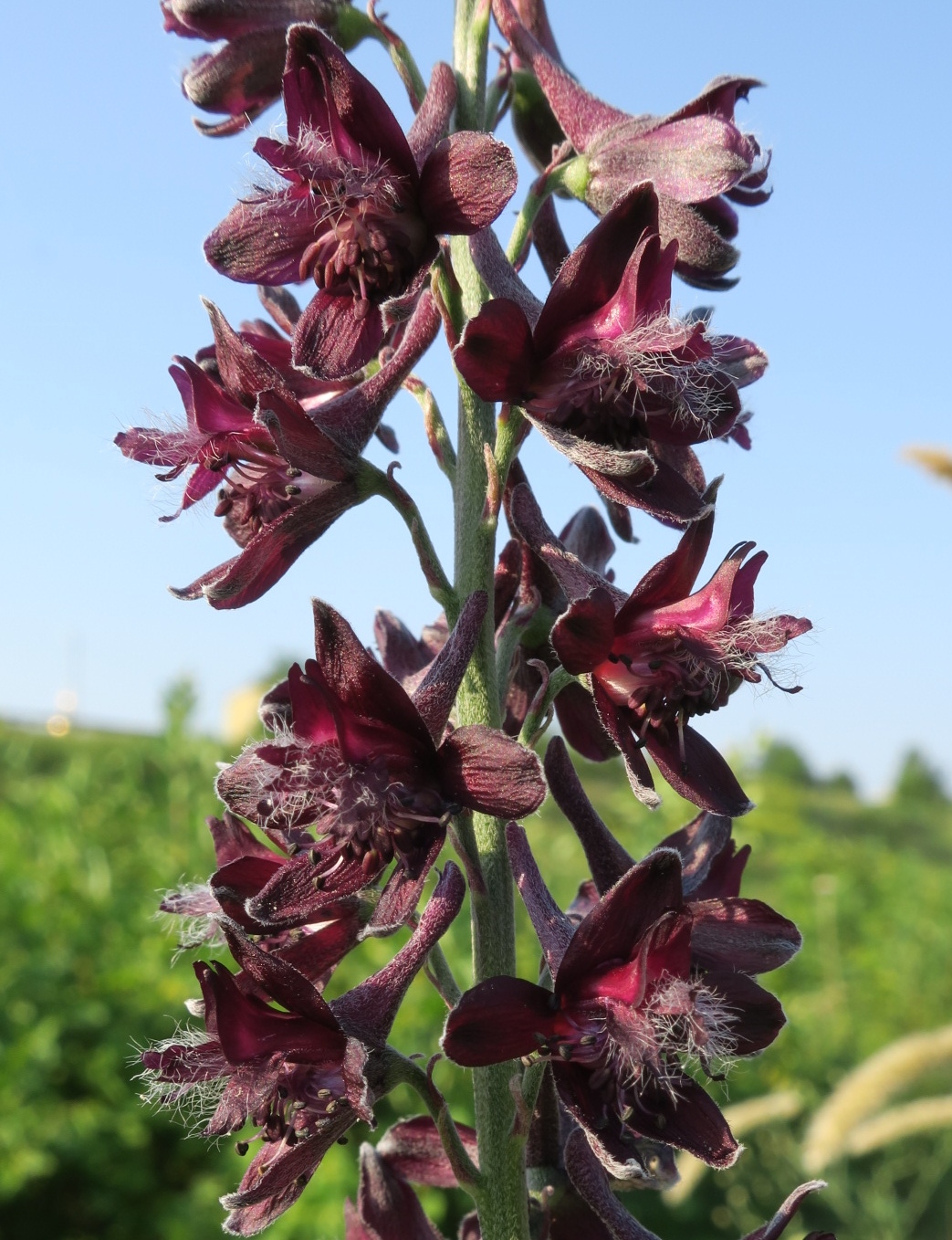 Изображение особи Delphinium puniceum.