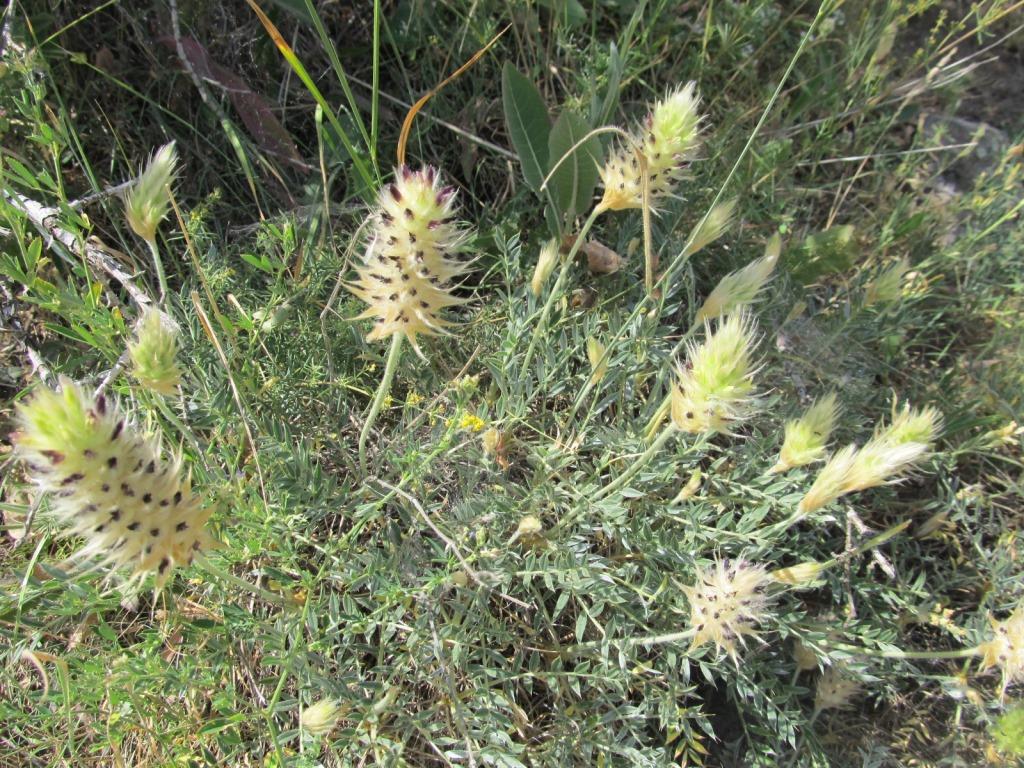 Image of Astragalus lagurus specimen.