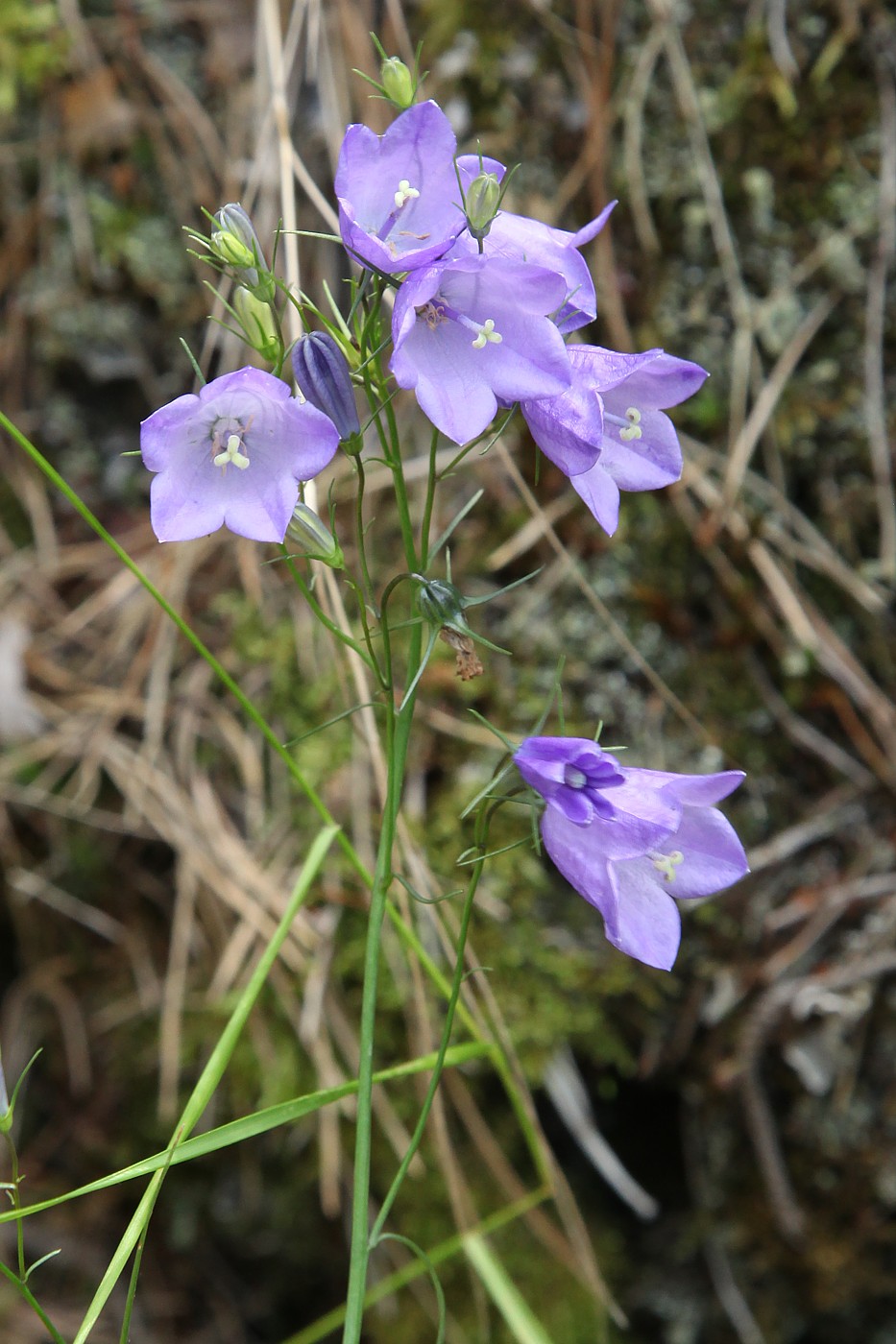 Image of Campanula rotundifolia specimen.