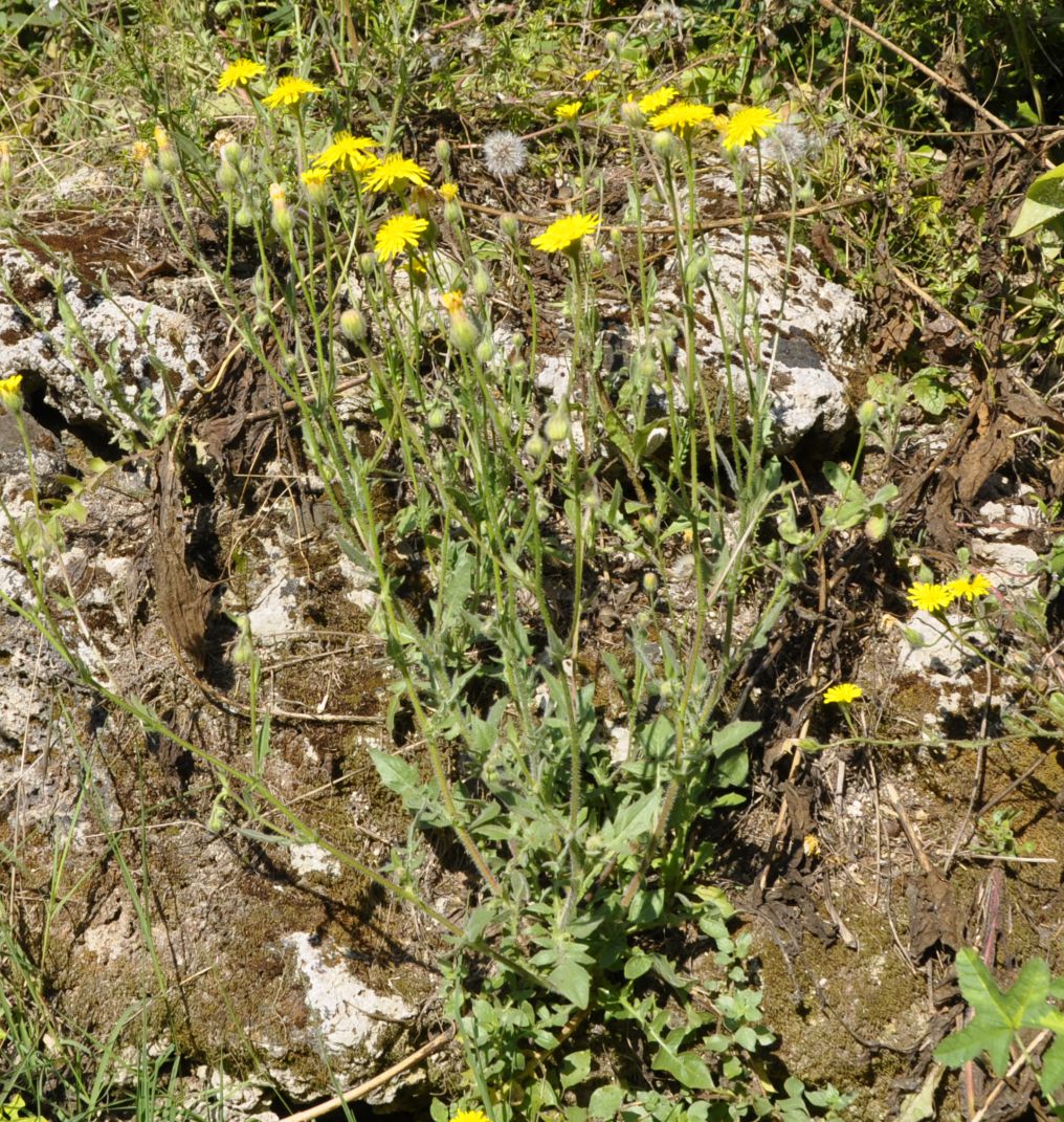 Изображение особи род Crepis.