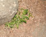 Glottiphyllum linguiforme