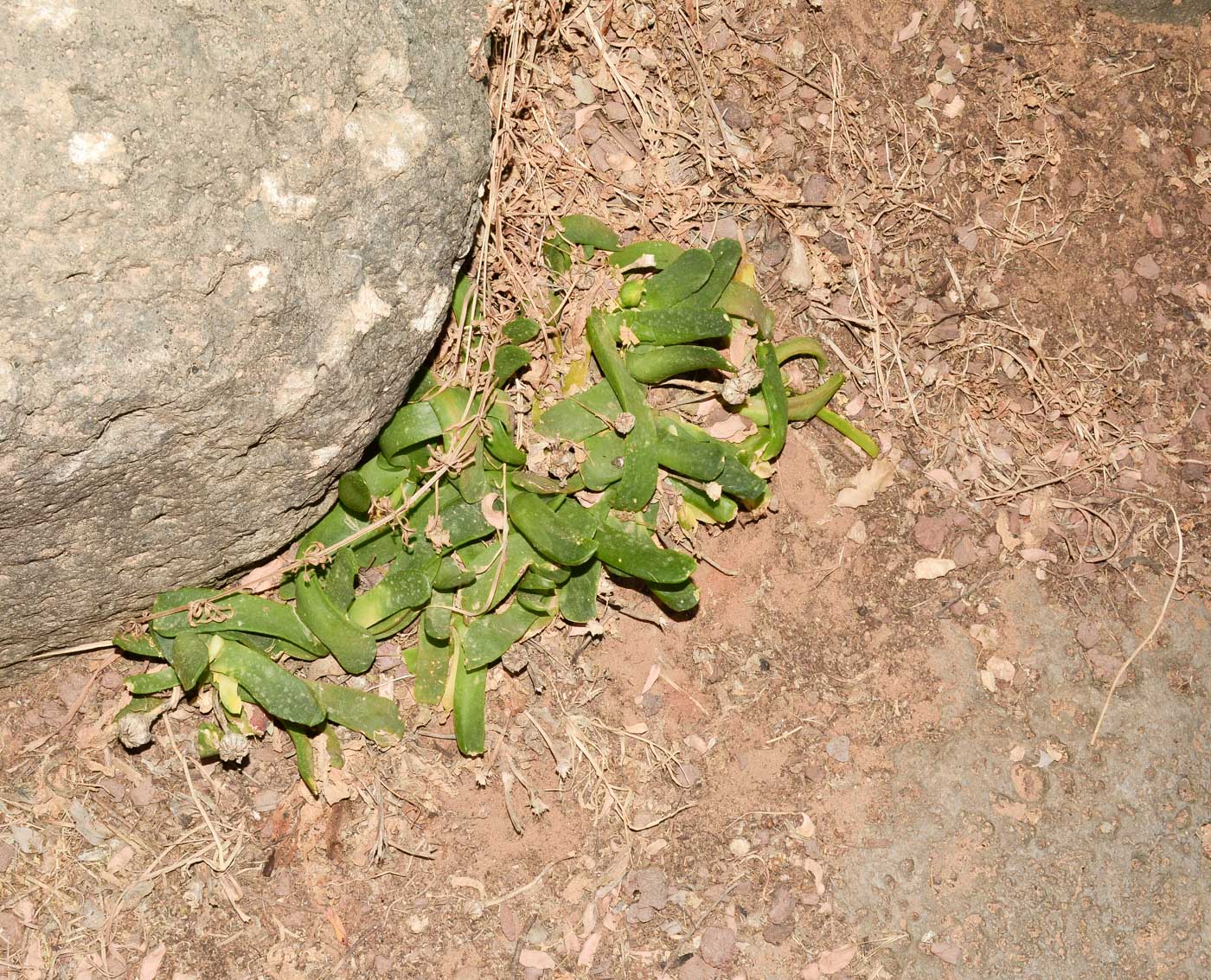 Изображение особи Glottiphyllum linguiforme.