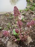 Petasites hybridus